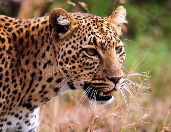 Leopard Tour & Big 5 Photo safari
