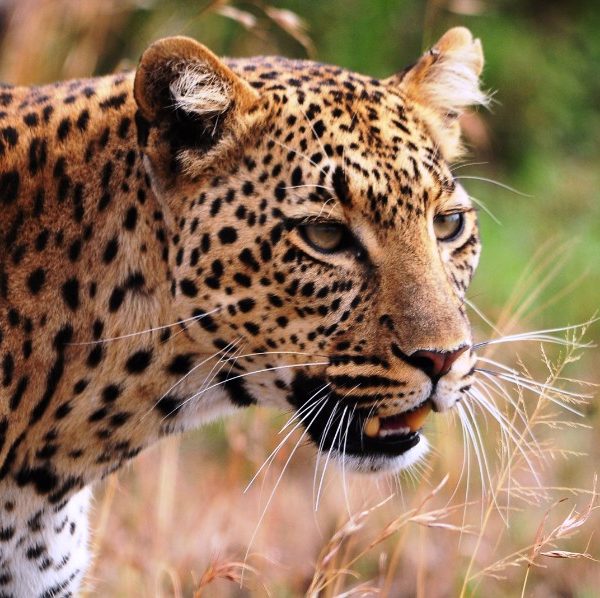 Leopard Tour & Big 5 Photo safari