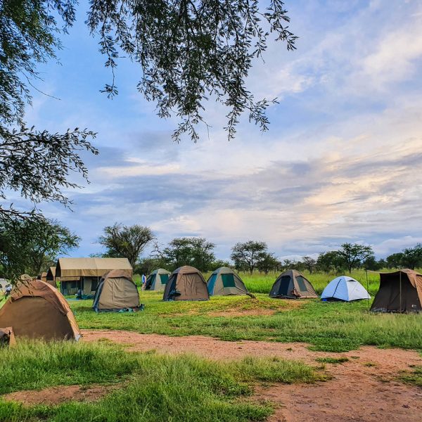Budget camping safari