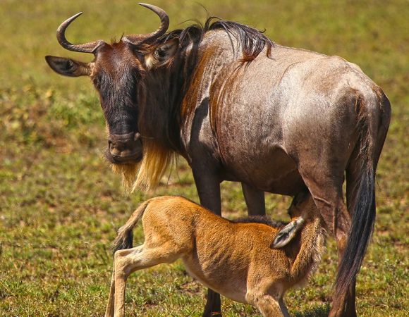 Serengeti Wildebeest Migration special ( December to March )