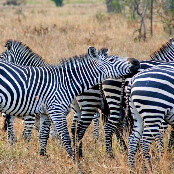 Serengeti migration special