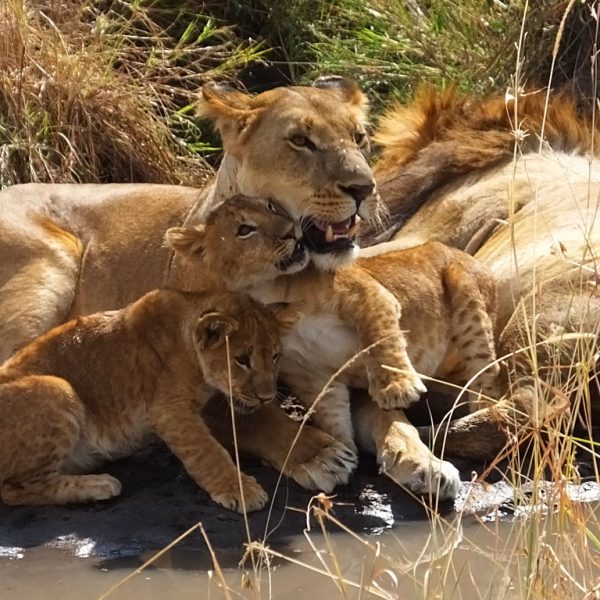 Tanzania family safari
