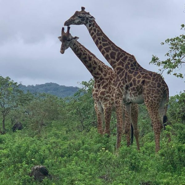 Arusha National Park day trip