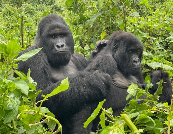 Gorilla Tracking Tours
