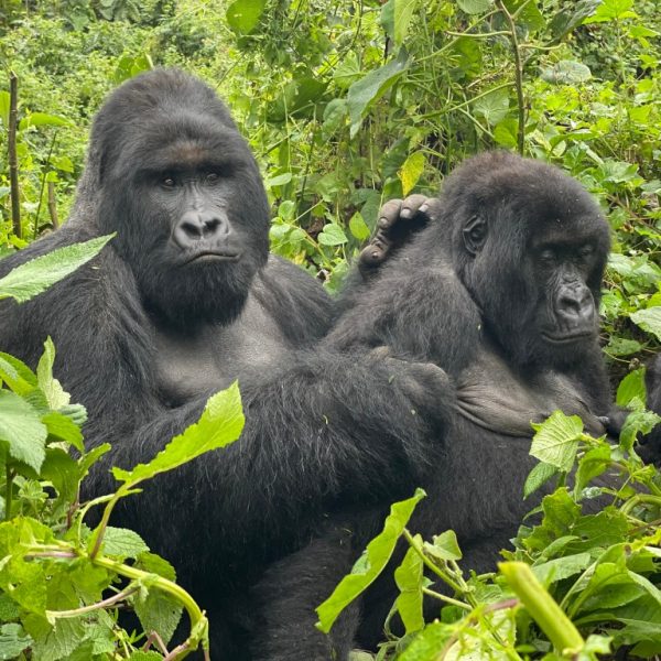 Gorilla Tracking Tours