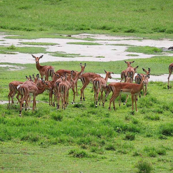 Active Tanzania Safari