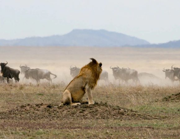 14-Day Predators & Wildebeest Migration safari