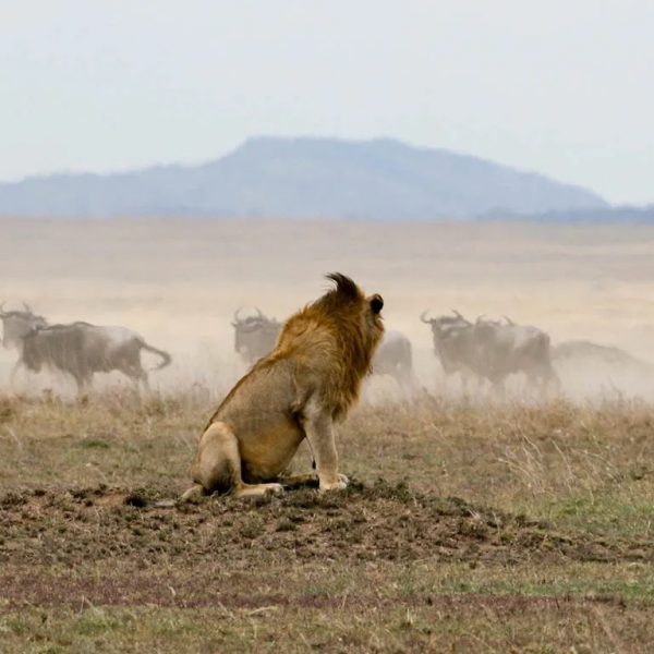 Serengeti wildebeest migration lion