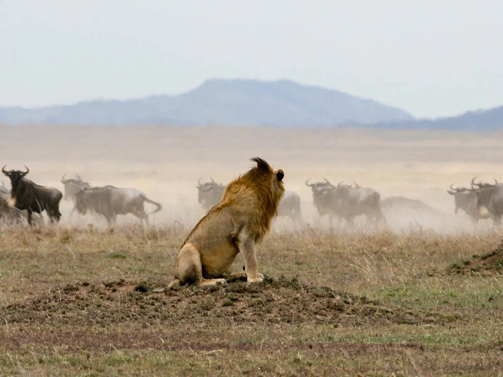 14-Day Predators & Wildebeest Migration Photographic safari 2023
