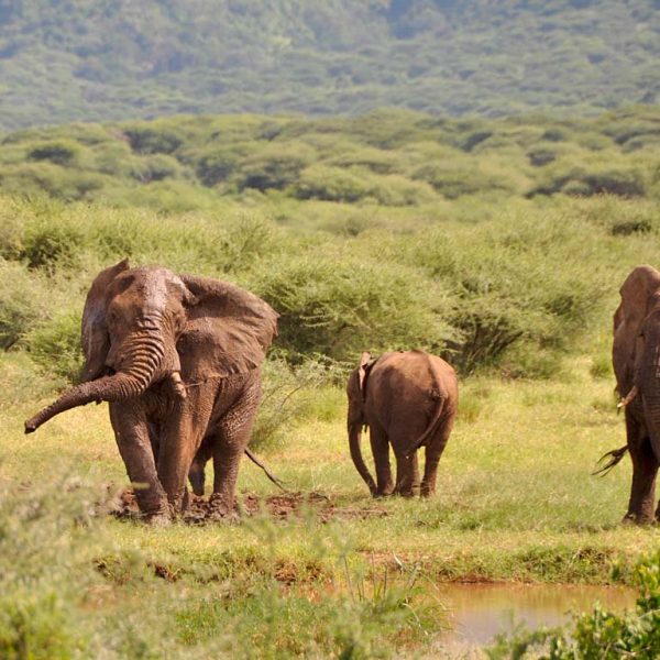 Active Tanzania Safari
