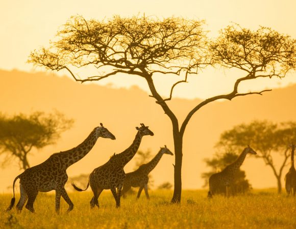 6 days Discounted Tanzania safari