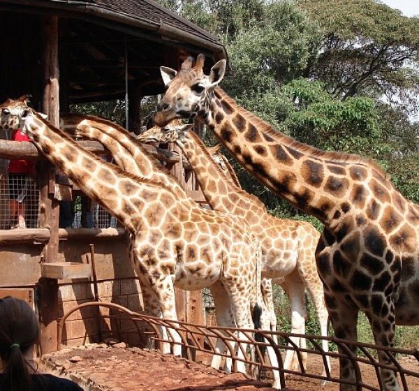 Kenya Tanzania safari