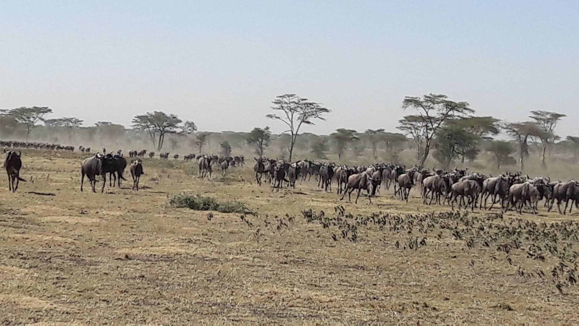 Ndutu – Serengeti Migration Area
