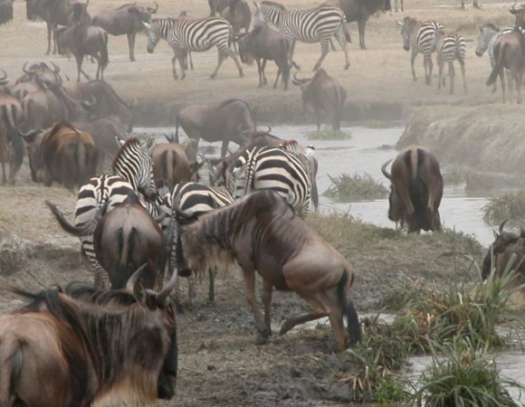 Serengeti Wildebeest Migration special ( May & June )