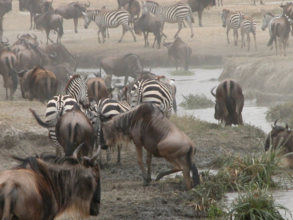 Serengeti Wildebeest Migration special ( May & June )