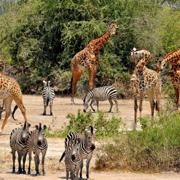 Northern and southern Tanzania safari