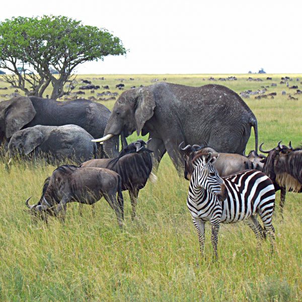 8 days wildlife safari