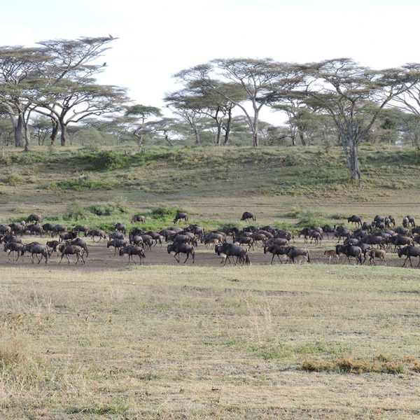 4 days Mara river crossing safari