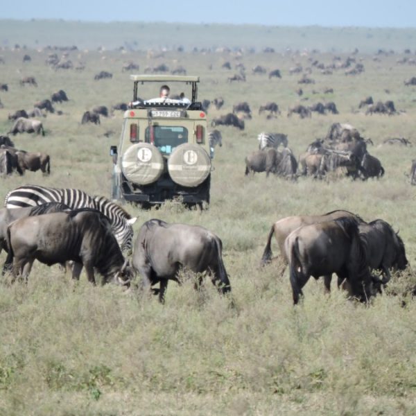 Ndutu Exclusive safari