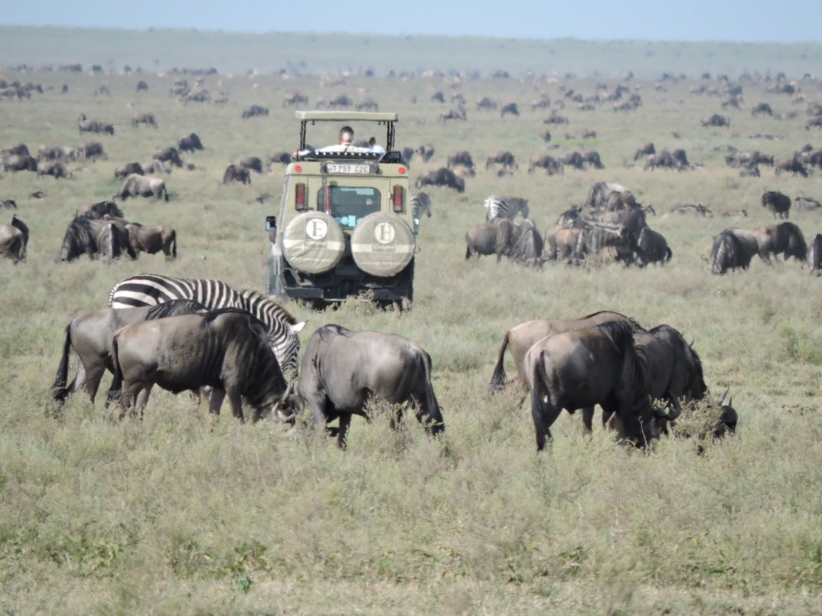 Ndutu Exclusive Safari
