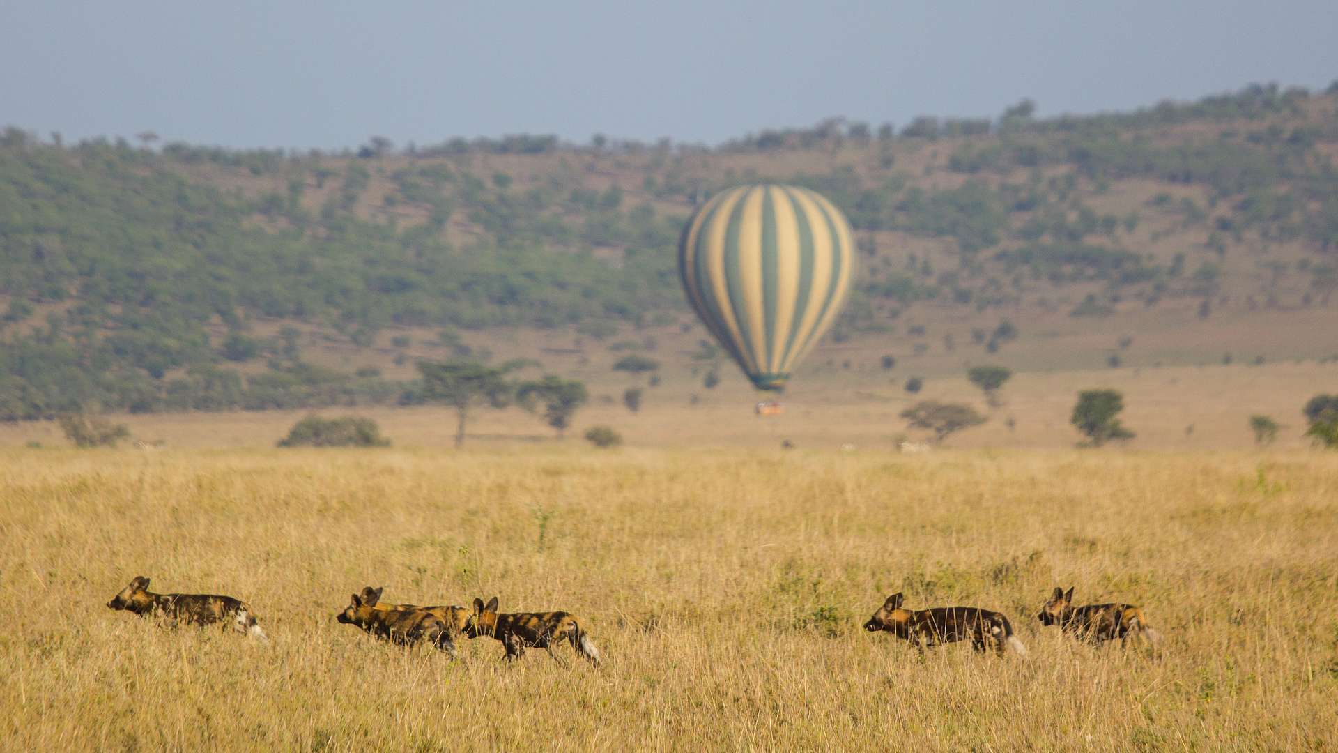 Serengeti balloon Safaris