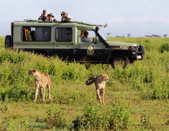 Tanzania Signature Safari