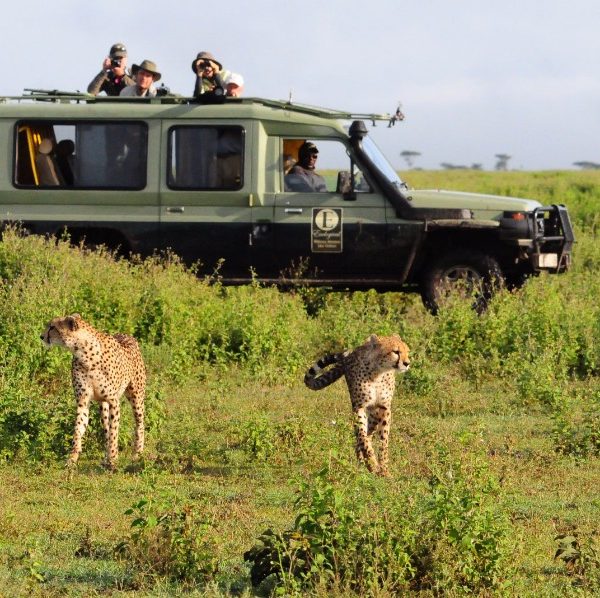 Tanzania signature safari