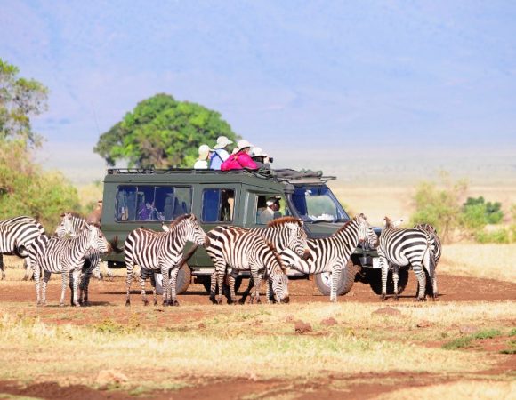 Dec–March 6 day Tanzania Safari