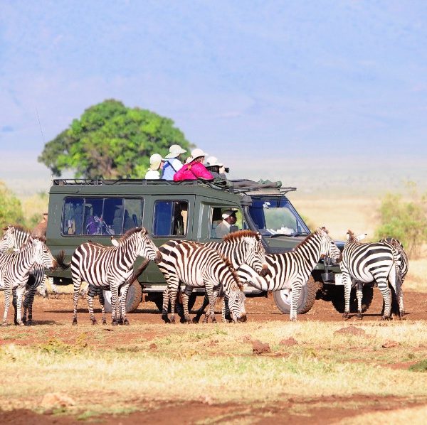 Dec–March 6 day Tanzania Safari