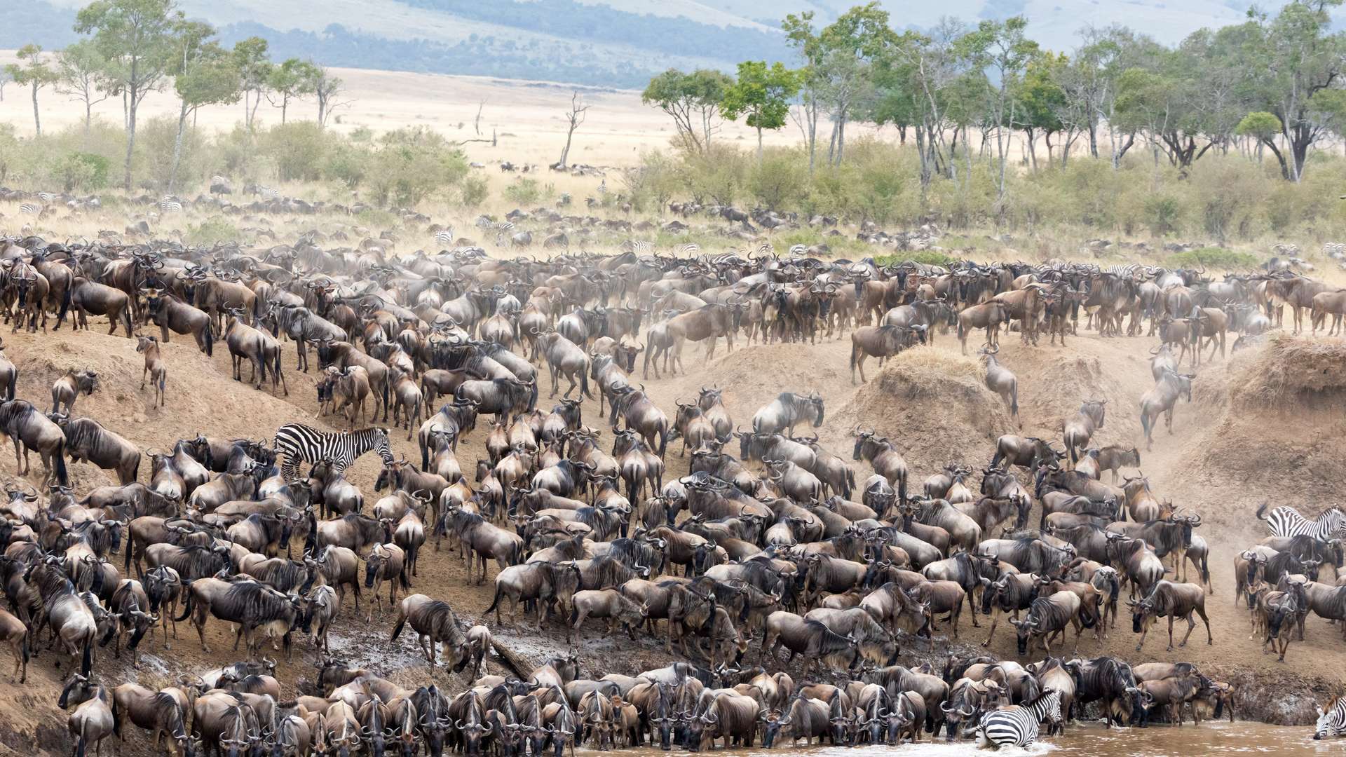 Wildebeest Migration safaris