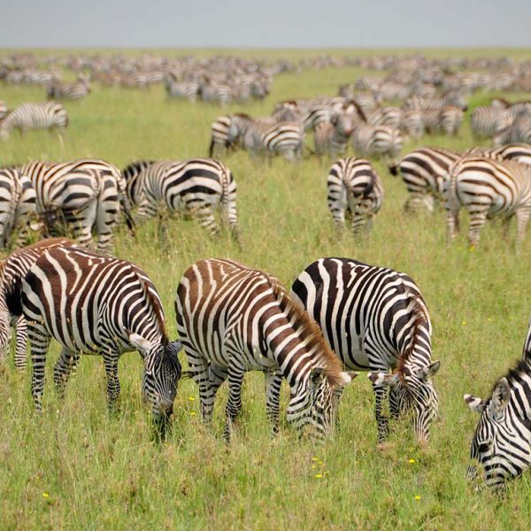 Serengeti Migration special