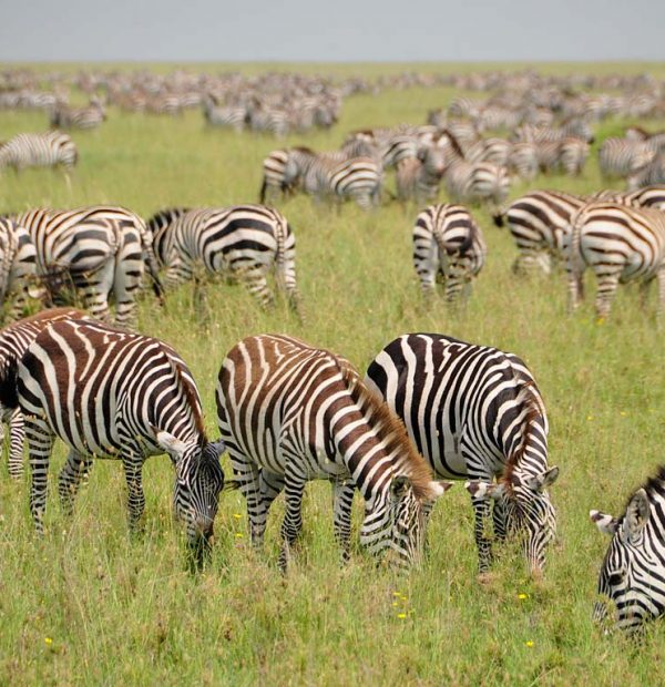 Serengeti Migration special