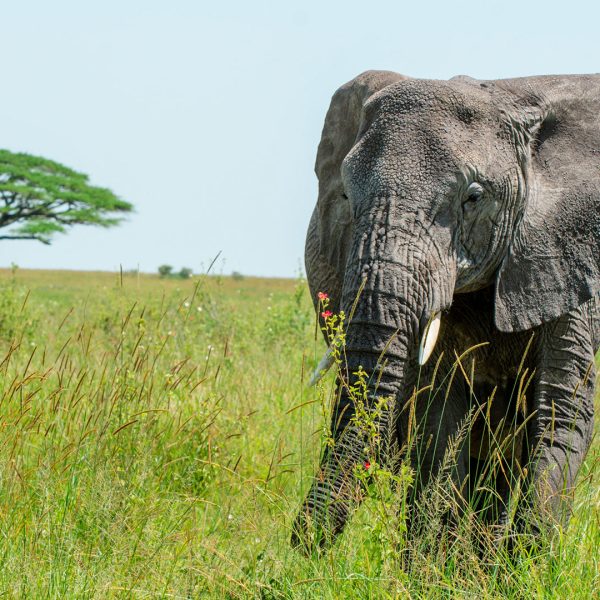Elephant tanzania