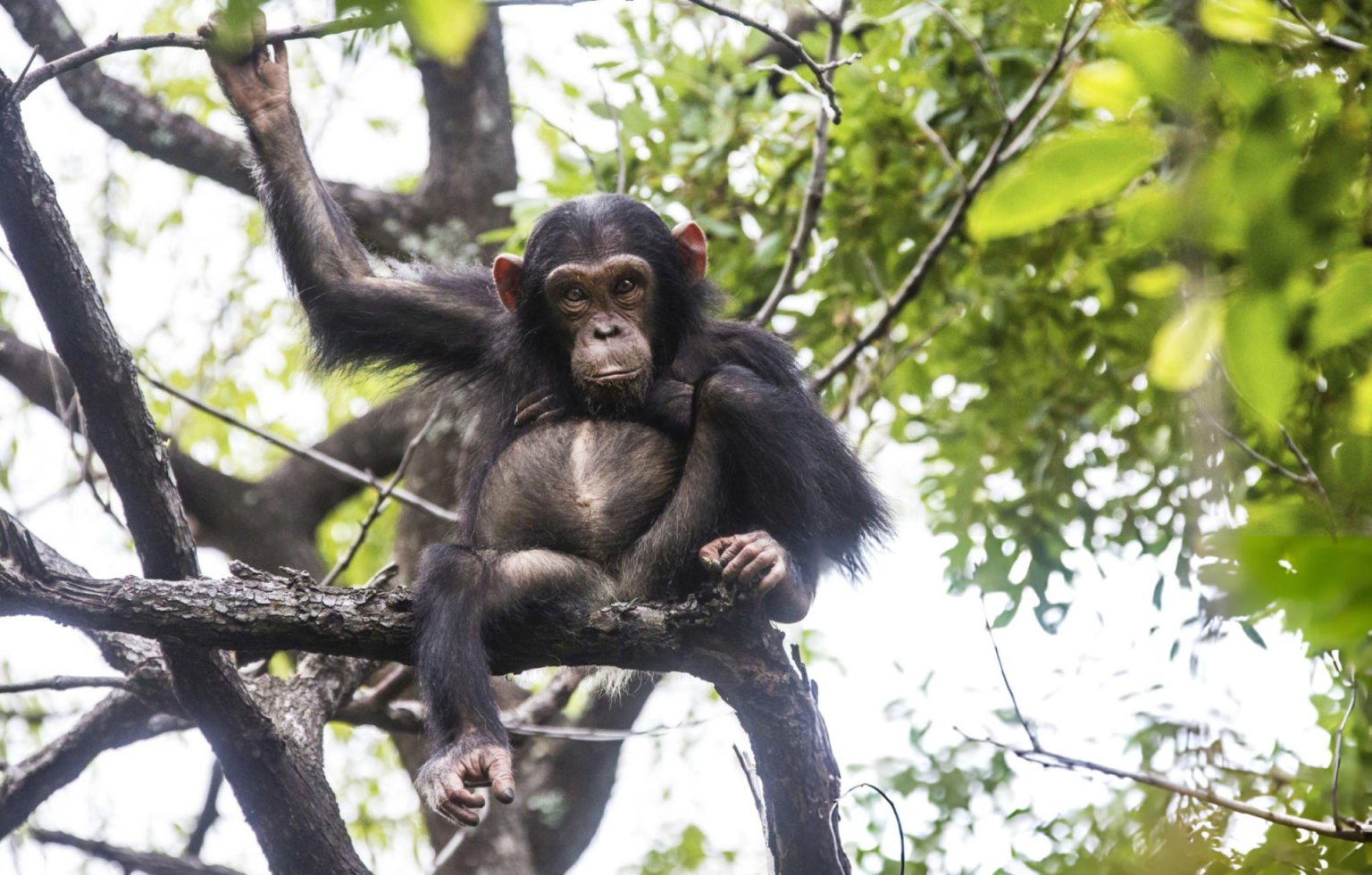 Gorilla and Chimpanzee Trekking