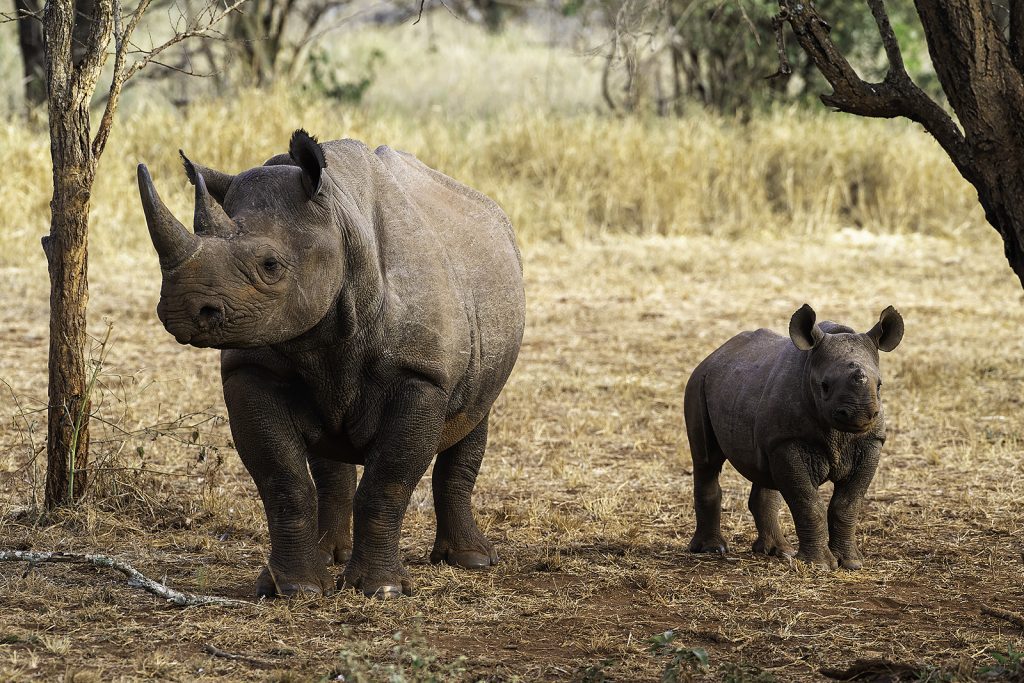 Mkomazi National Park