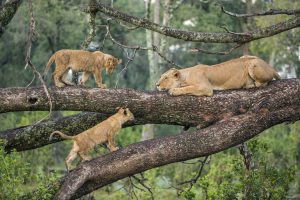 Manyara National Park