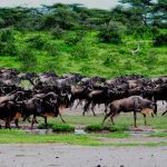 Serengeti National Park