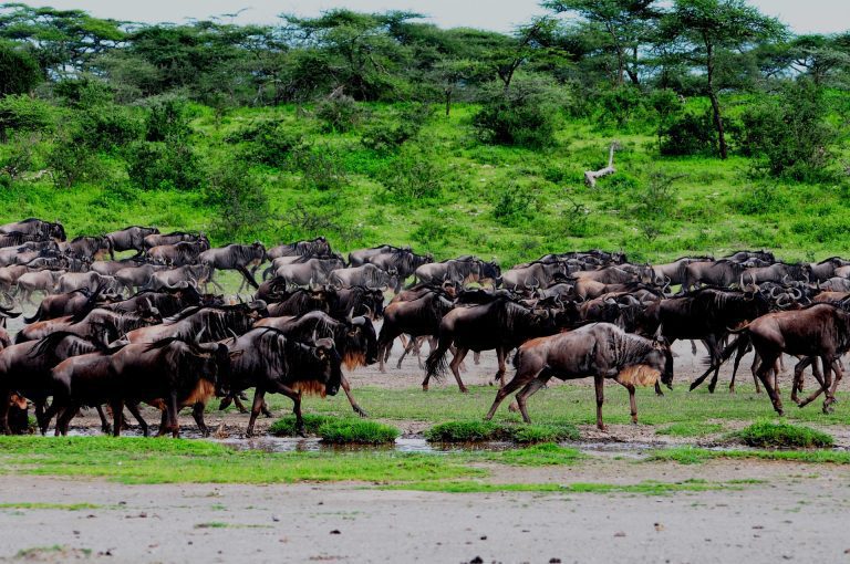 Serengeti National Park