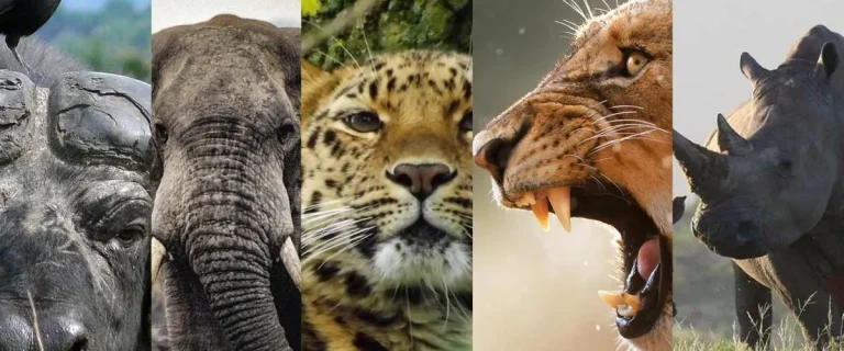 africa big 5 animals