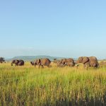 21-Day Northern & Southern Tanzania Safari