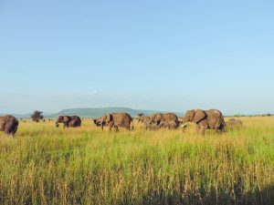 21-Day Northern & Southern Tanzania Safari