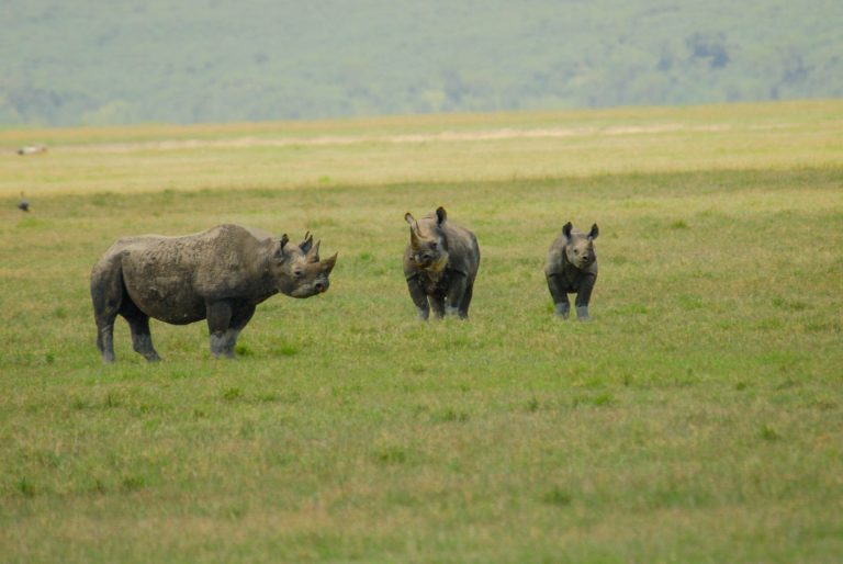 7-Day Tanzania Sopa Lodge Safari