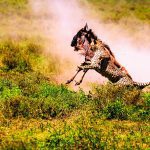 7-Day Serengeti & Ngorongoro Safari