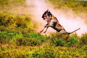 7-Day Serengeti & Ngorongoro Safari