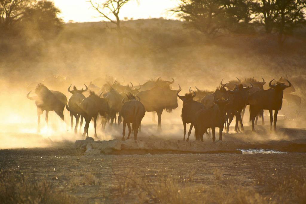 8-Day Great Migration Safari