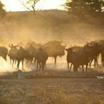 8-Day Great Migration Safari