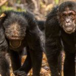 16-Day Mara River & Chimpanzee Safari