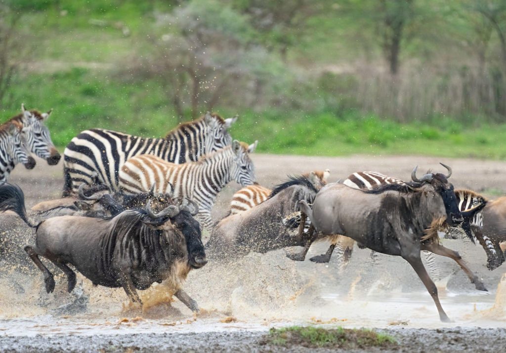 7 days wildebeest migration safari (Dec-March)