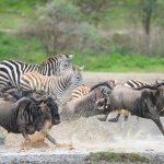 7 days wildebeest migration safari (Dec-March)