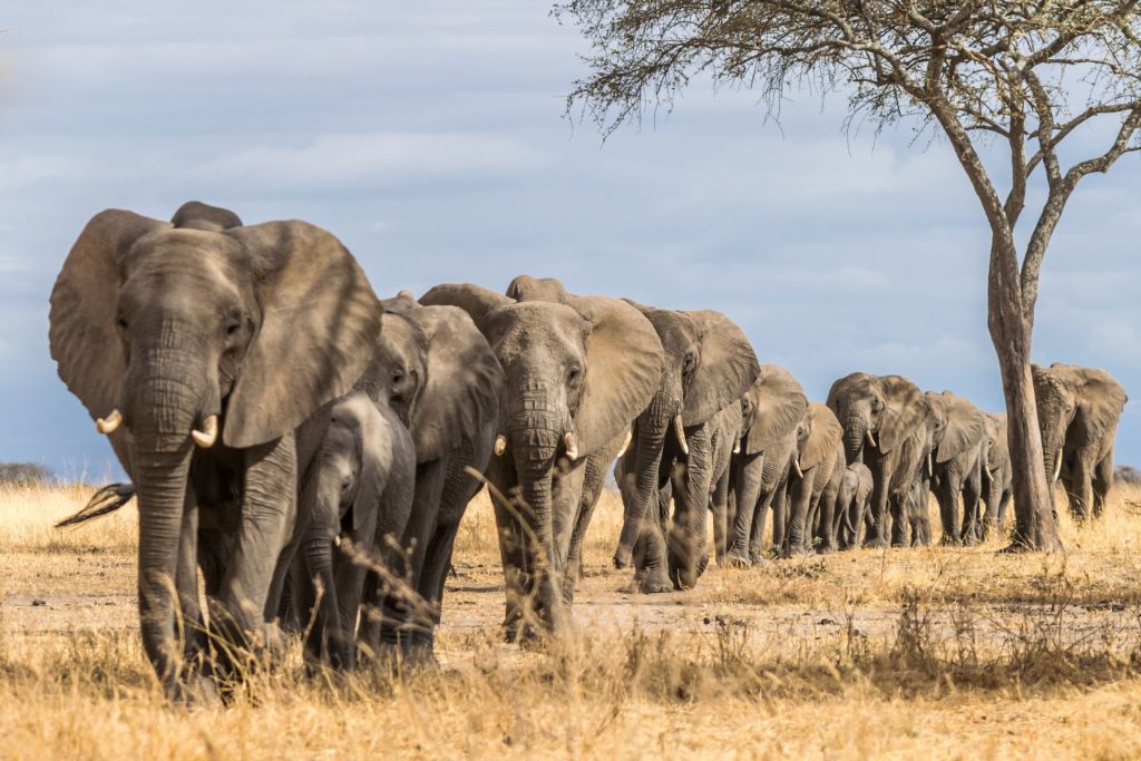 Tarangire National Park